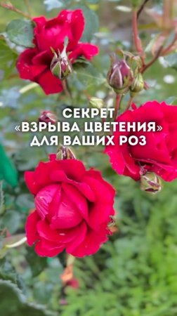 💣🌹 Взрыватель цветения