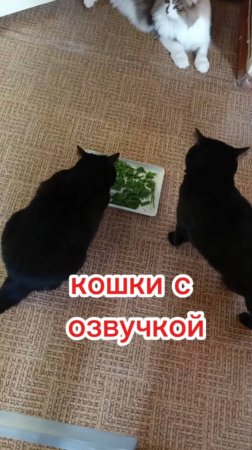 Кошки с озвучкой.