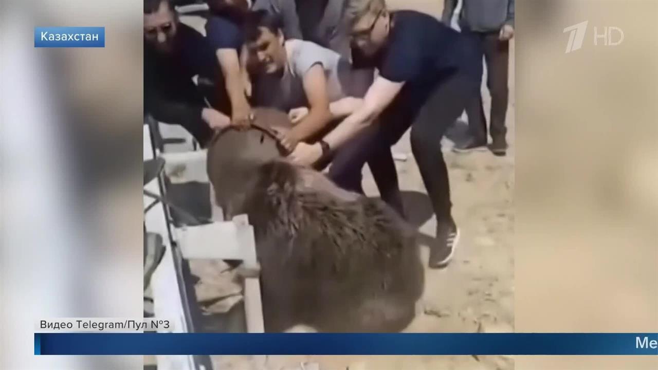 В Казахстане спасли медведя, застрявшего головой в канистре: видео