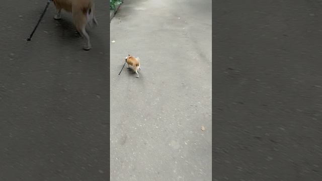 Сеня вообще нюх потерял😂 потом всё таки проснулся