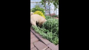 МОПС-ПЕРФЕКЦИОНИСТ! 10 МИНУТ ГНЕЗДИТСЯ В ТРАВЕ 😂 Выдержит не каждый!