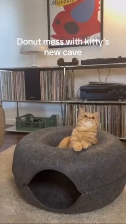 Наш TG https://t.me/liveofcats