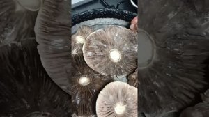 В Деревне жить хорошо всё растет