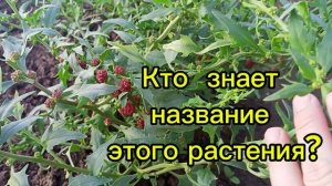 Что за растение?
