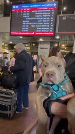 🚂🐶 Перевозка домашних животных без сопровождения владельцев в багажных купе поездов Питбультерьер