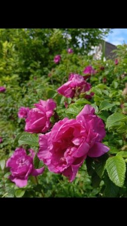 Лето в деревне 🌞🌸🏡