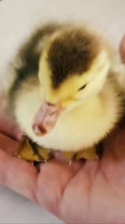 Пополнение в хозяйстве.🦆