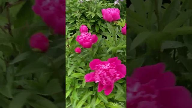 Сад 29 июня