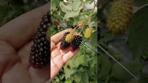Наша ежевика