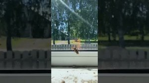 Шок! Шершень на окне