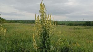 Красивое растение