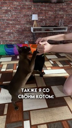 у кого также? ставьте лайк  #бурма #бурмасоболь #котятабурма #питомникбурманскихкошек