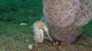 Подводный мир Морские животные Морская фауна.
