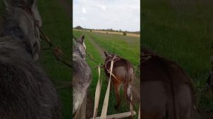 еду на осликах в телеге