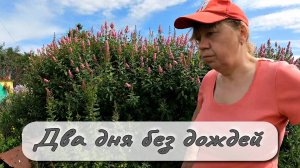 ДВА ДНЯ БЕЗ ДОЖДЕЙ