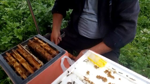 На лесном облётнике