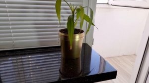 умный гооршок для цветов своими руками