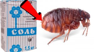 Как избавиться от блох в доме За 3 минуты!