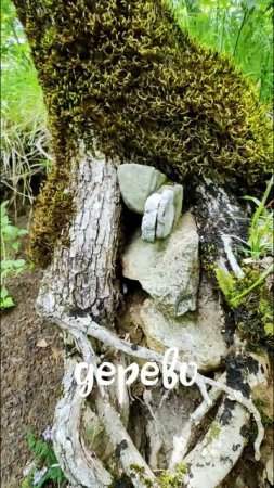 Гуляли по лесу и нашли тайник