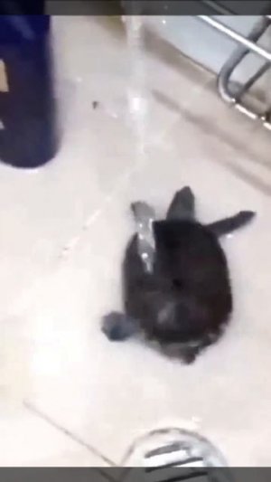 смешная черепаха