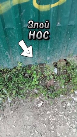 Злой нос