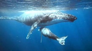 Тихие воды — Спокойствие и внутренний баланс часть 2