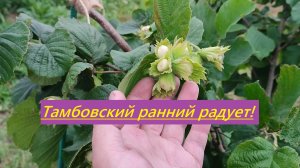 Радует Тамбовский ранний! Загрузка урожаем на Ивантеевских сортах в средней полосе (Татарстан)