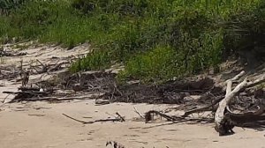 Рыбачим с Анакондой