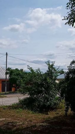 Береза.