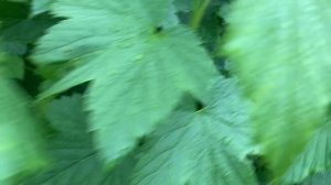 Кусты смородины и крыжовника на органике и барматухе Дзамболата.