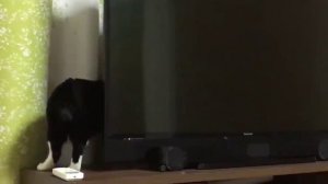 Смешные котики. Смех до слёз 😹😹😹😹😹