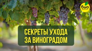 Секреты ухода за виноградом