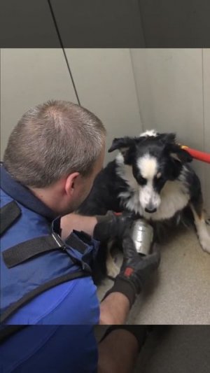 🐶На улице Академика Анохина сбежала собачка по кличке Луна и угодила в неприятности🐶