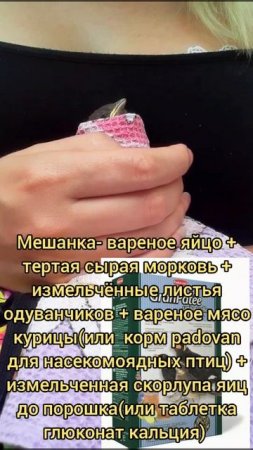 Как кормить Птенца ВОРОБЬЯ? и других птичек выпавших их гнезда.