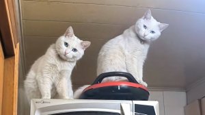 СМЕШНЫЕ КОТЫ 2025 ЛУЧШИЕ ПРИКОЛЫ С КОТАМИ, КОШКИ, КОТИКИ, СОБАЧКИ, СМЕШНОЕ ВИДЕО