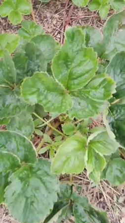 Рассада клубники от Small Gardens