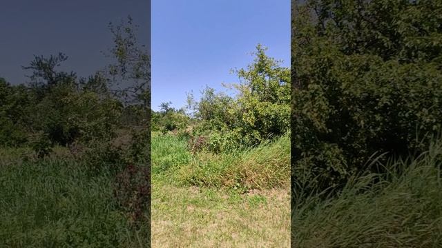 Посмотришь на то место, где  была алыча,  и нет её.