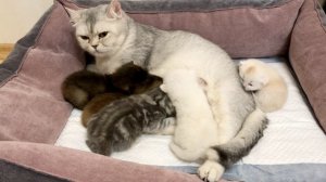 Котятам кошки Кайли 14 дней.