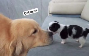 Подпишись 👉 https://vk.com/ykrasheniy_iz_kamny