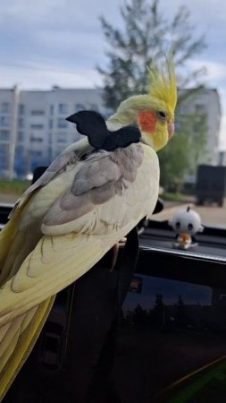 попугай рулит #попугай #корелла #ручнойпопугай #parrot #corella #cockatiel #birds #car #haval