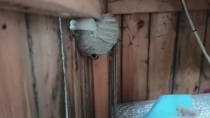 Как бороться с осами на дачном участке