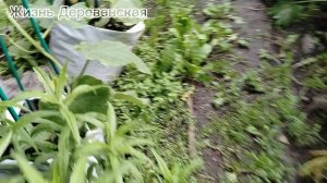На огороде ничего не растёт,28 июня,а я всё сажаю.Обзор огорода.