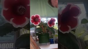 Видеоблог  Винегрета  всего по маленку