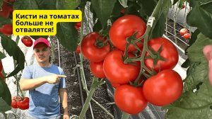 Зачем мы ставим на томаты кистедержатели и что это такое