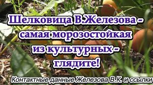 Шелковица В.Железова - самая морозостойкая из культурных - глядите!