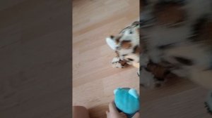 мультик про семью котов весь мультик