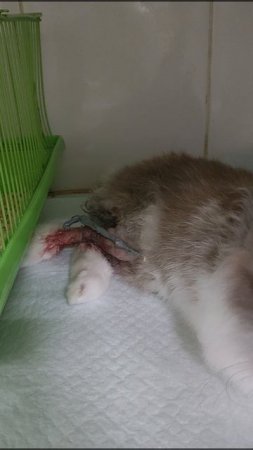 История спасения маленькой лапки ✨🐰