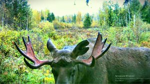 КОГО ПОЙМАЛА ЭТА ЛОВУШКА? ЖИЗНЬ СОЛОНЦОВАЯ.