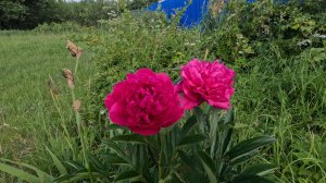 Село Старково