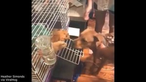 Лучшие видео с домашними животными десятилетия